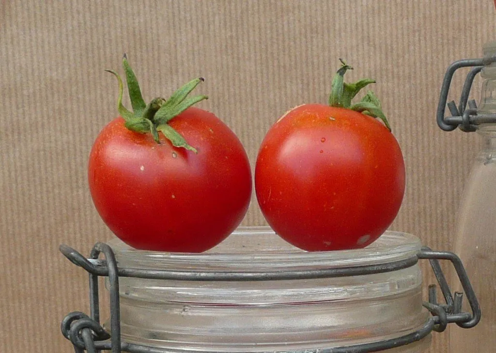 Semences biologiques et reproductibles de tomate glacier