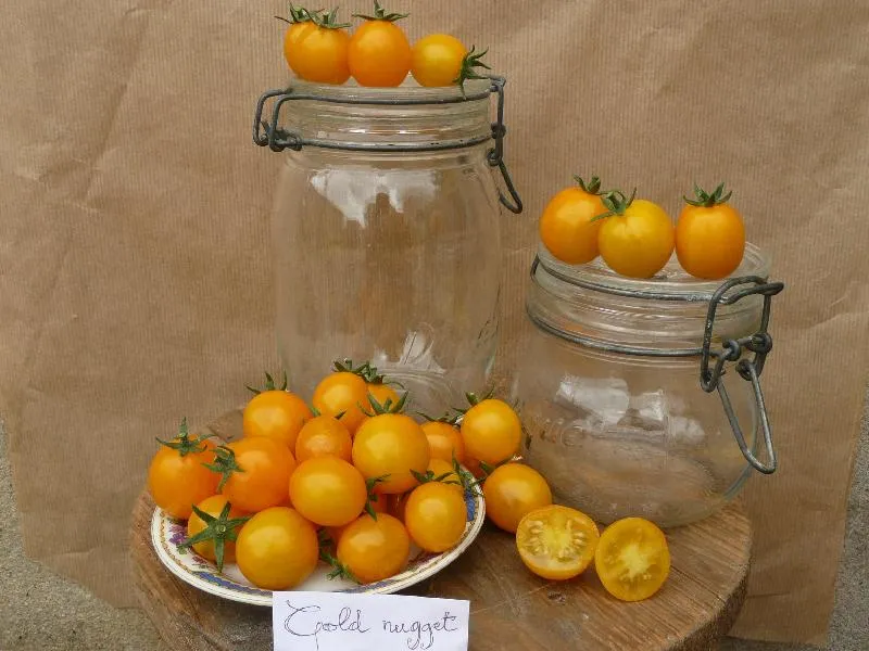 Graines biologiques reproductibles de Tomate "Gold Nugget" - Pensez Sauvage