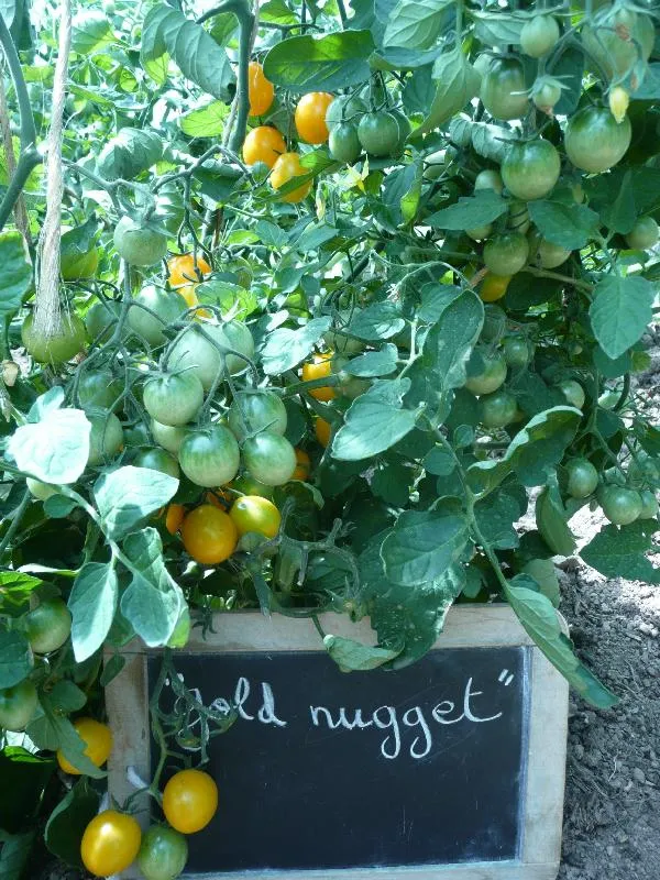 Graines biologiques reproductibles de Tomate "Gold Nugget" - Pensez Sauvage