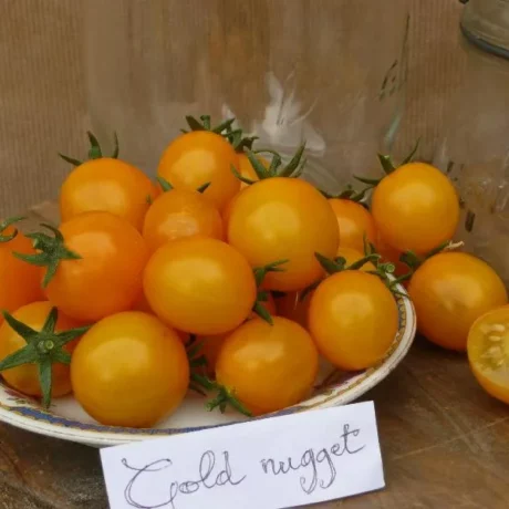Graines biologiques reproductibles de Tomate "Gold Nugget" - Pensez Sauvage