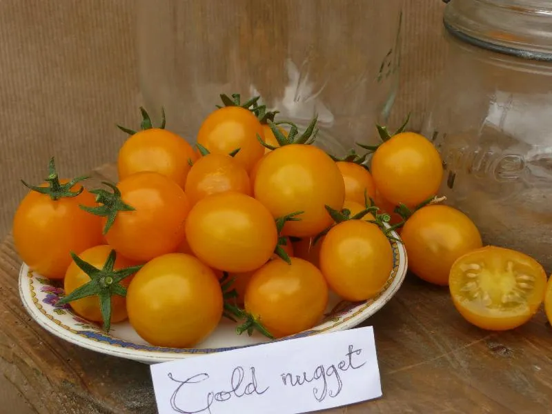 Graines biologiques reproductibles de Tomate "Gold Nugget" - Pensez Sauvage