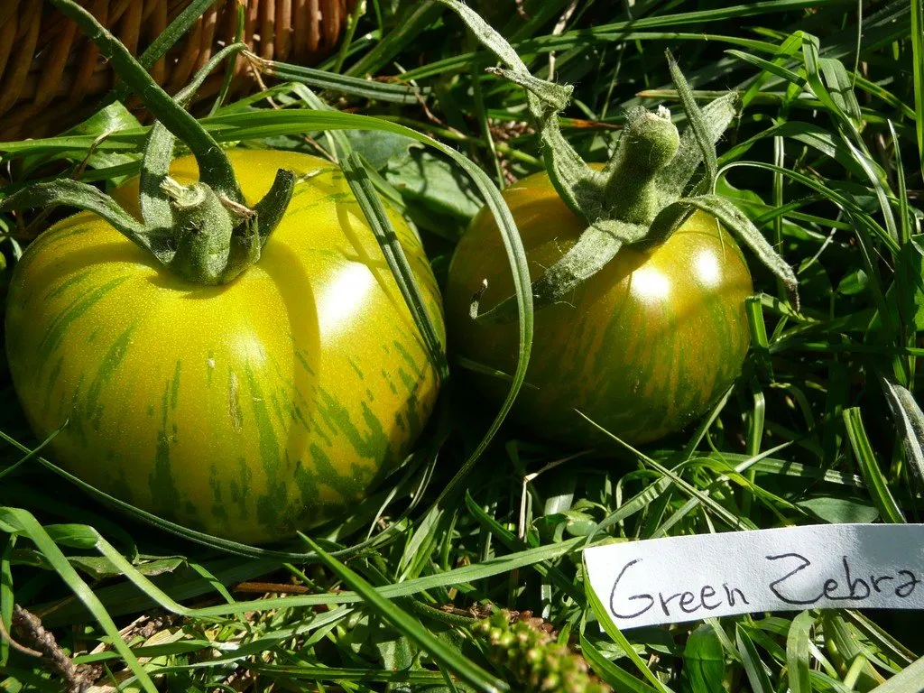 Deux tomates green zebra qui se disent des trucs dans l'herbe