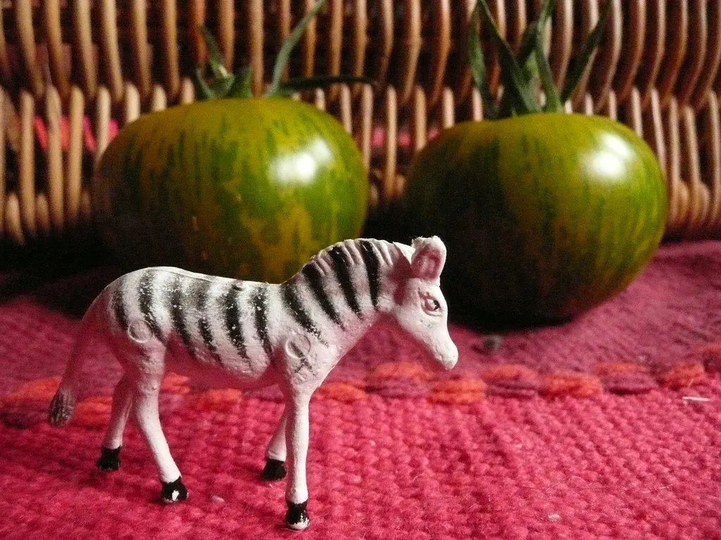 Une tomate green zebra et un zebre en plastique