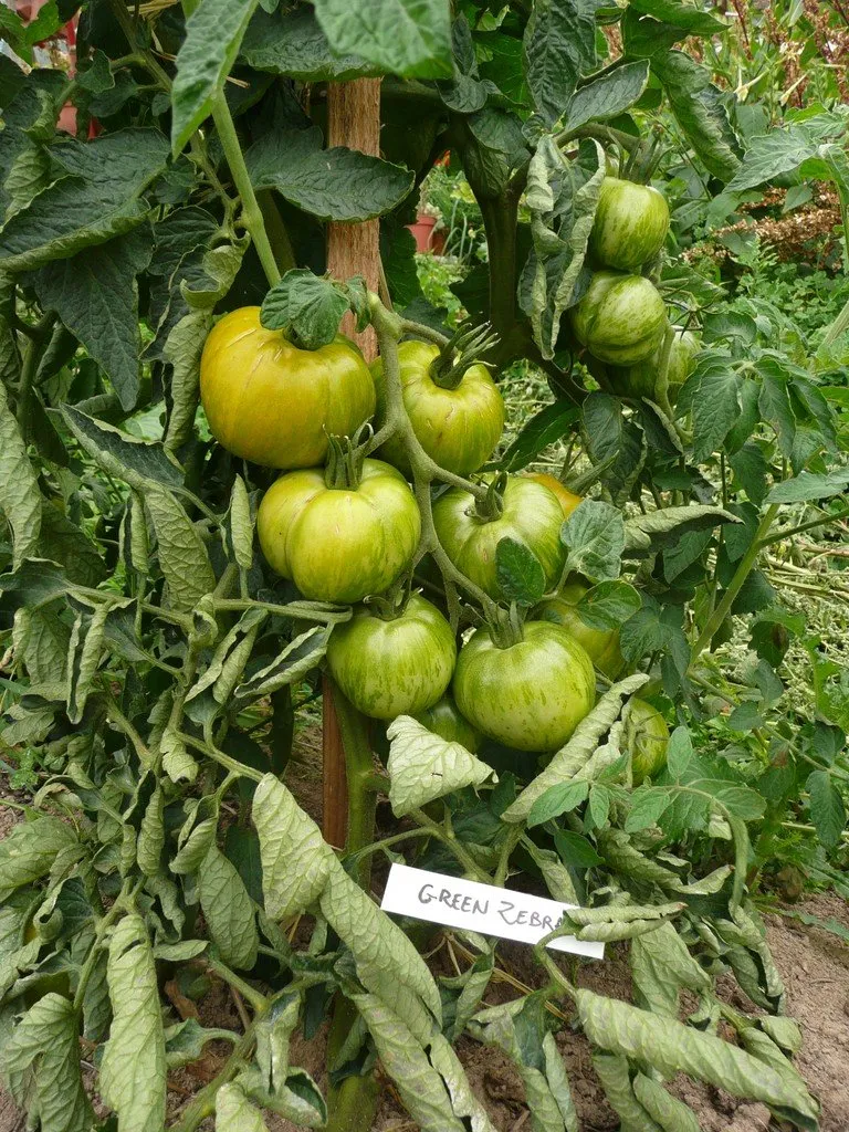Une belle grappe de tomate Green Zebra