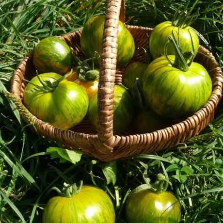 Un panier de tomate green zebra