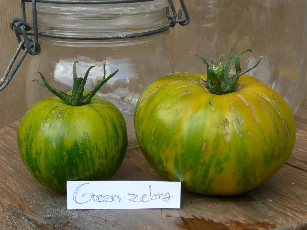 Deux tomates green zebra à coté d'un bocal pour l'échelle