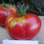 Tomate "Gregory Altaï"