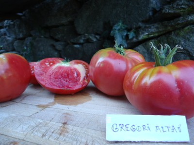 Graines biologiques reproductibles de Tomate "Gregory Altaï" - Pensez Sauvage