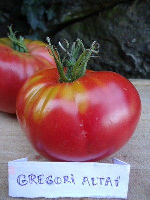 Graines biologiques reproductibles de Tomate "Gregory Altaï" - Pensez Sauvage