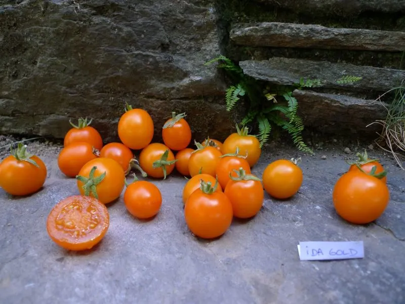 Graines biologiques reproductibles de Tomate "Ida Gold" - Pensez Sauvage