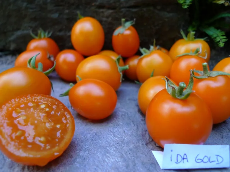 Graines biologiques reproductibles de Tomate "Ida Gold" - Pensez Sauvage