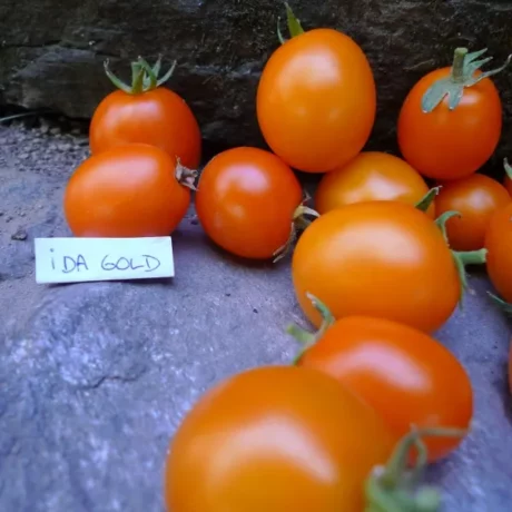 Graines biologiques reproductibles de Tomate "Ida Gold" - Pensez Sauvage
