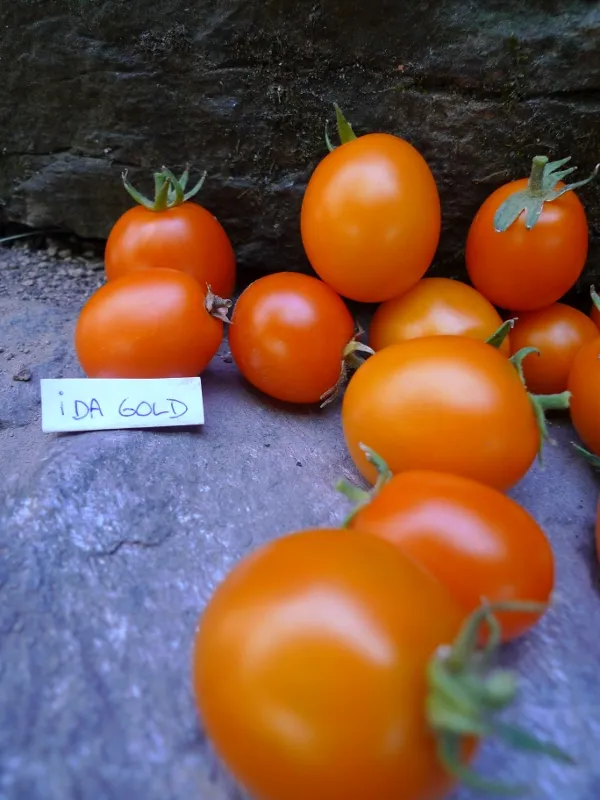 Graines biologiques reproductibles de Tomate "Ida Gold" - Pensez Sauvage