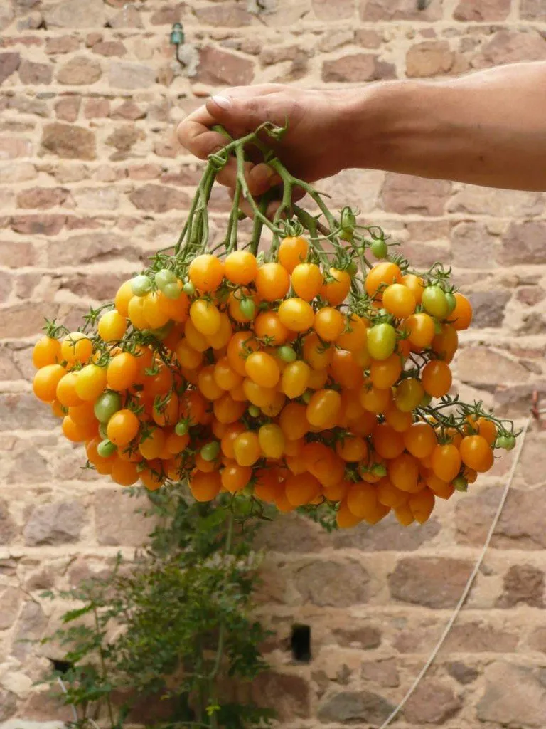 L'image montre une énorme grappe de tomate ildi c'est impréssionnant