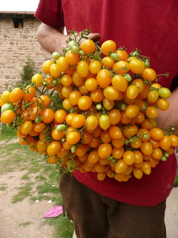 L'image montre un jardinier heureux avec une énorme grappe de tomate ildi