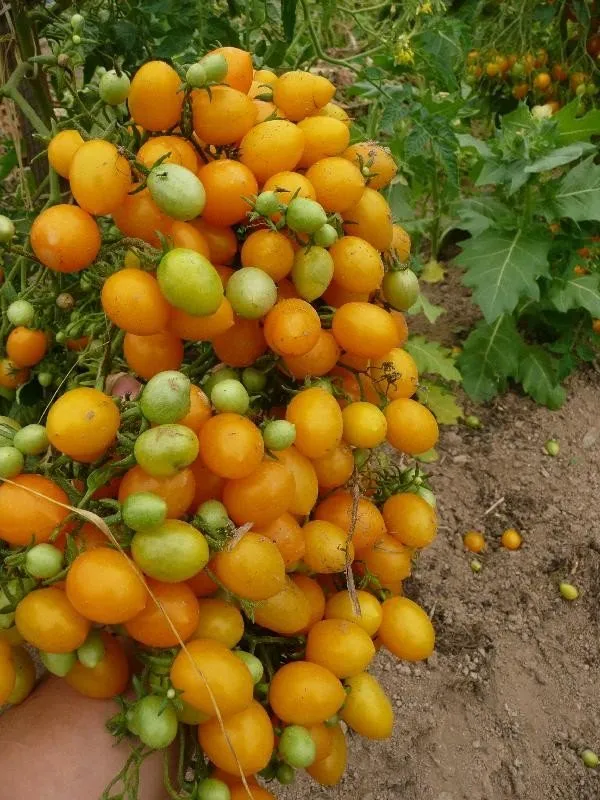 L'image montre une méga grappe de tomate ildi sur le pied, certaines tomates ne sont pas encore mûres!