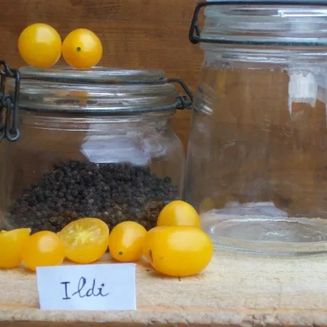 Mise en scène de tomates ildi, sur des bocaux en verre et sur une planche en bois