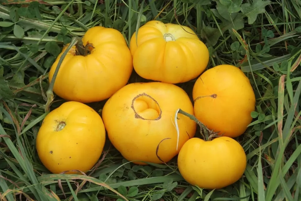 Sur cette image, on voit plusieurs tomates de la variété Jaune Negib posées sur de l'herbe verte. Les fruits sont de couleur jaune vif et présentent une forme légèrement aplatie et côtelée, typique des variétés de type "beefsteak". Chaque tomate est unique, avec des variations subtiles de forme et de taille, allant de moyennes à assez grandes. Certaines montrent des cicatrices naturelles ou des imperfections mineures sur leur peau, soulignant leur aspect authentique et cultivé de manière artisanale. L'ensemble de l'image dégage une impression de fraîcheur et de récolte estivale.