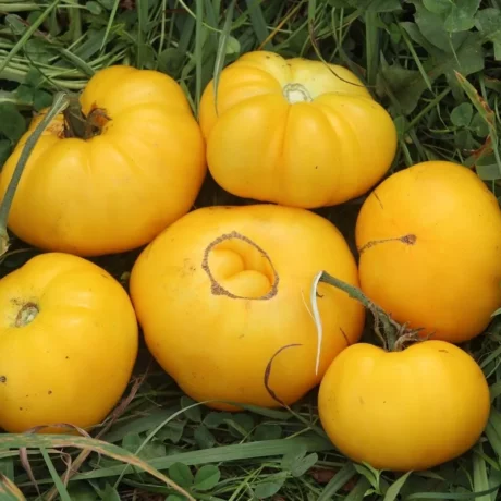 Sur cette image, on voit plusieurs tomates de la variété Jaune Negib posées sur de l'herbe verte. Les fruits sont de couleur jaune vif et présentent une forme légèrement aplatie et côtelée, typique des variétés de type "beefsteak". Chaque tomate est unique, avec des variations subtiles de forme et de taille, allant de moyennes à assez grandes. Certaines montrent des cicatrices naturelles ou des imperfections mineures sur leur peau, soulignant leur aspect authentique et cultivé de manière artisanale. L'ensemble de l'image dégage une impression de fraîcheur et de récolte estivale.