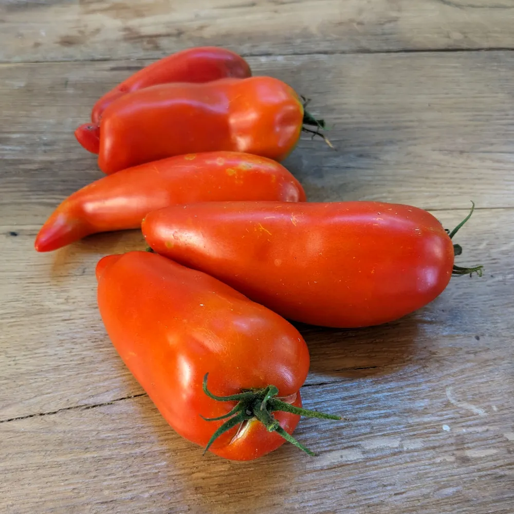 Cette image montre un groupe de tomates Jersey Devil empilées sur une surface en bois. Ces tomates ont une forme allongée et cylindrique, certaines se terminant par une petite pointe distinctive. Leur couleur est d'un rouge vif, indiquant leur pleine maturité. On remarque des tiges vertes sur quelques fruits, ajoutant un contraste agréable avec le rouge intense des tomates. La texture de leur peau est lisse, avec quelques marques naturelles qui renforcent leur aspect authentique et artisanal. L'arrière-plan en bois met en valeur les tomates, accentuant leur éclat et leur fraîcheur.