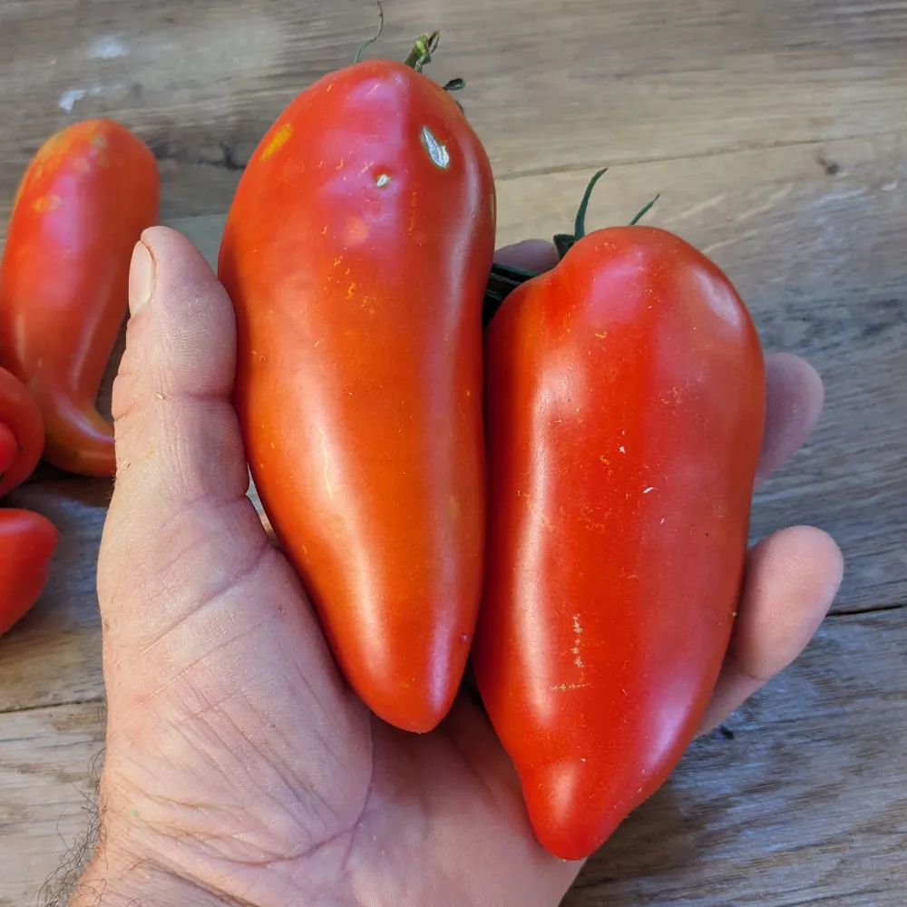 Sur cette image, une main tient deux tomates Jersey Devil. Elles sont longues et allongées, avec une forme similaire à celle d’un piment ou d'une poivronnette, se terminant par une légère pointe. Leur couleur est d’un rouge vif et uniforme, avec une texture lisse. Ces tomates paraissent denses et charnues, montrant peu de marques ou imperfections visibles, à l’exception de petites irrégularités naturelles de surface. L’arrière-plan en bois clair met bien en valeur la couleur rouge éclatante des tomates.