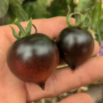Tomate Joli Cœur