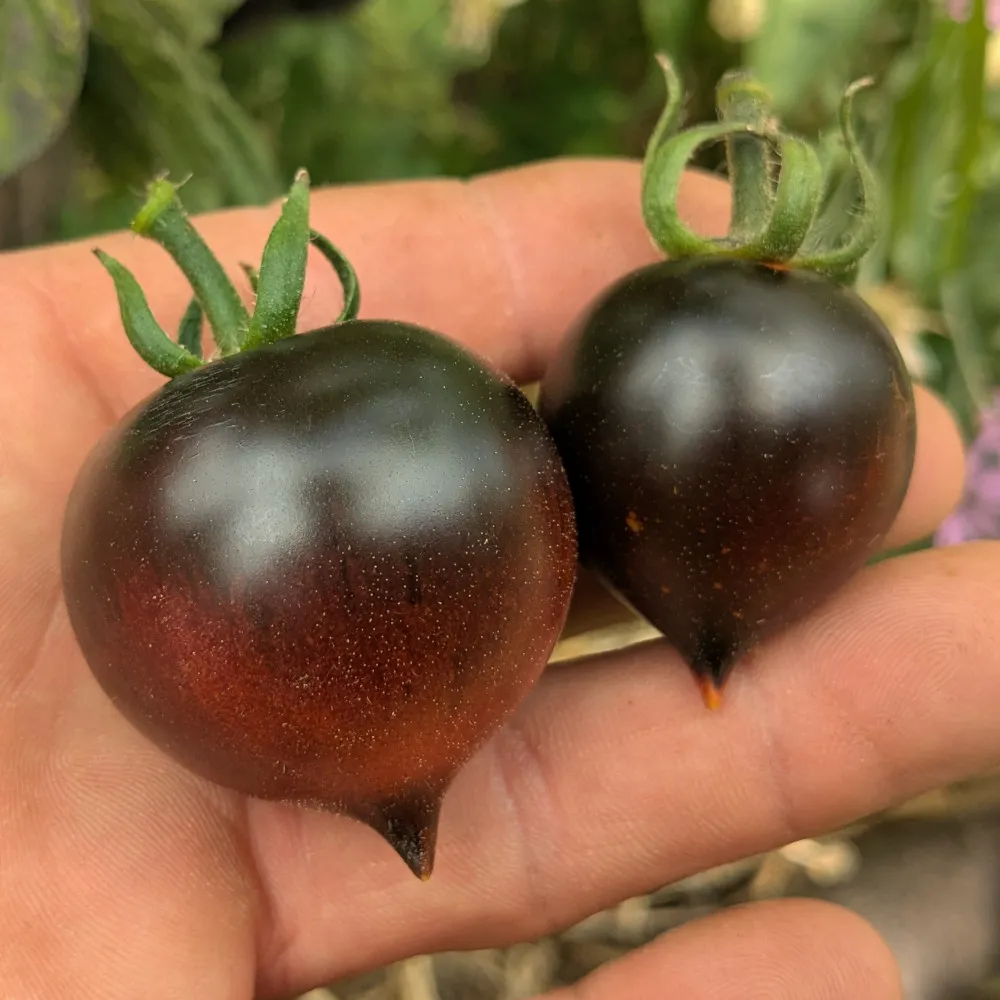 L'image montre deux belles tomate "Jolie Coeur" dans la main d'un mec