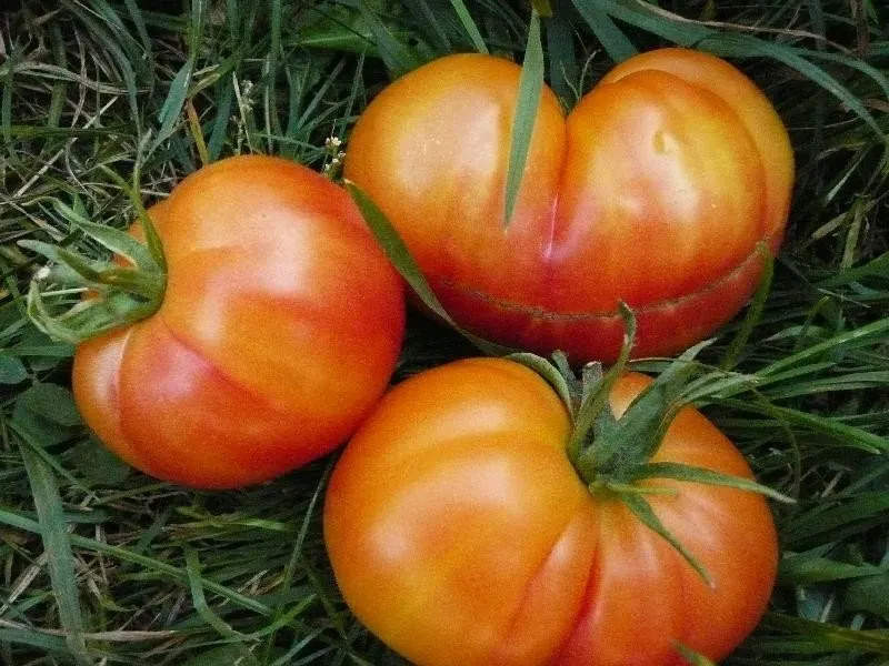 Graines biologiques reproductibles de Tomate "Joyau d'Oaxaca" - Pensez Sauvage