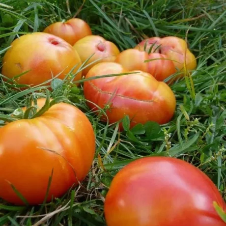 Graines biologiques reproductibles de Tomate "Joyau d'Oaxaca" - Pensez Sauvage