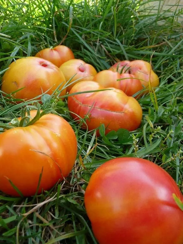 Graines biologiques reproductibles de Tomate "Joyau d'Oaxaca" - Pensez Sauvage
