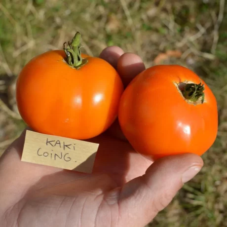 Deux tomates kaki coing dans une main
