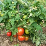 Tomate "Kootenaï"
