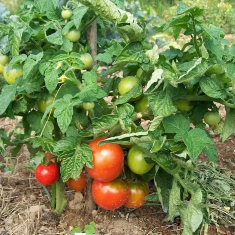 Graines biologiques reproductibles de Tomate "Kootenaï" - Pensez Sauvage
