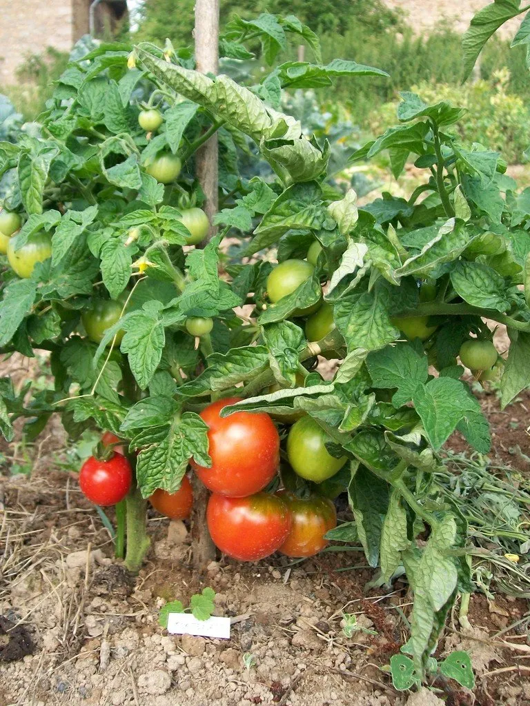 Graines biologiques reproductibles de Tomate "Kootenaï" - Pensez Sauvage
