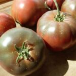Tomate "Lila Sari"