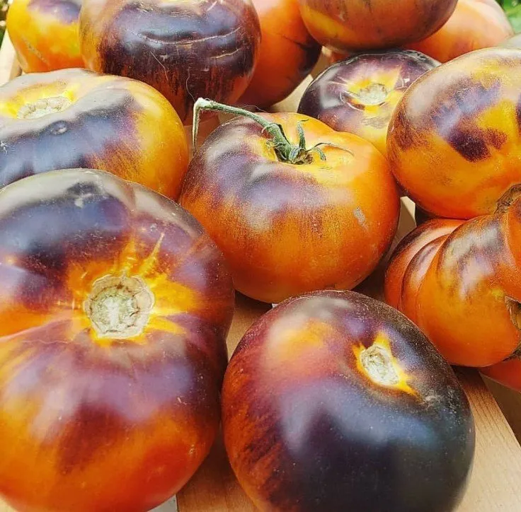 Graines biologiques reproductibles de Tomate "Lucid Gem" - Pensez Sauvage