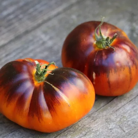 Graines biologiques reproductibles de Tomate "Lucid Gem" - Pensez Sauvage