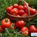Tomate "Maremmano"