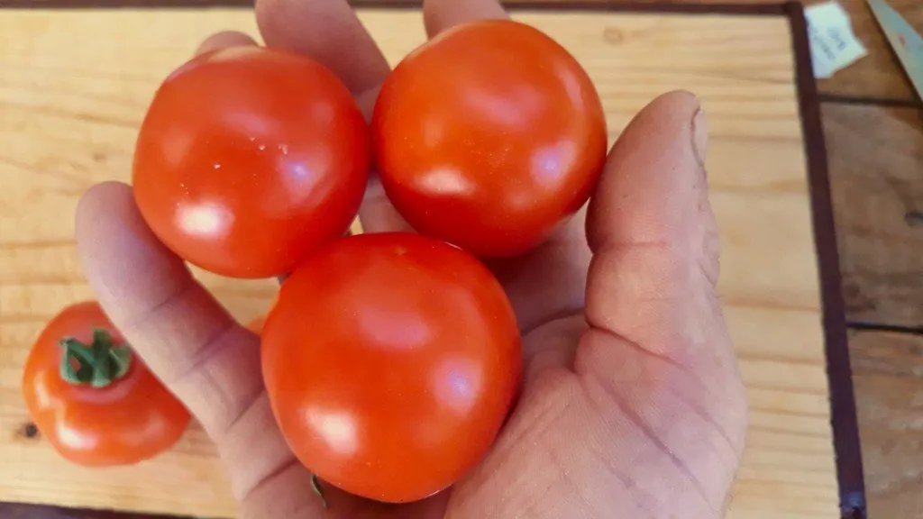 Graines biologiques reproductibles de Tomate "Maremmano" - Pensez Sauvage