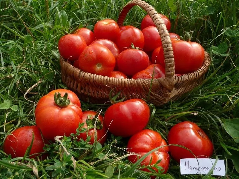 Graines biologiques reproductibles de Tomate "Maremmano" - Pensez Sauvage