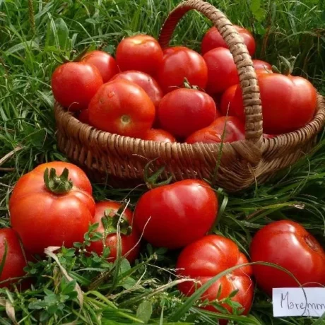 Graines biologiques reproductibles de Tomate "Maremmano" - Pensez Sauvage