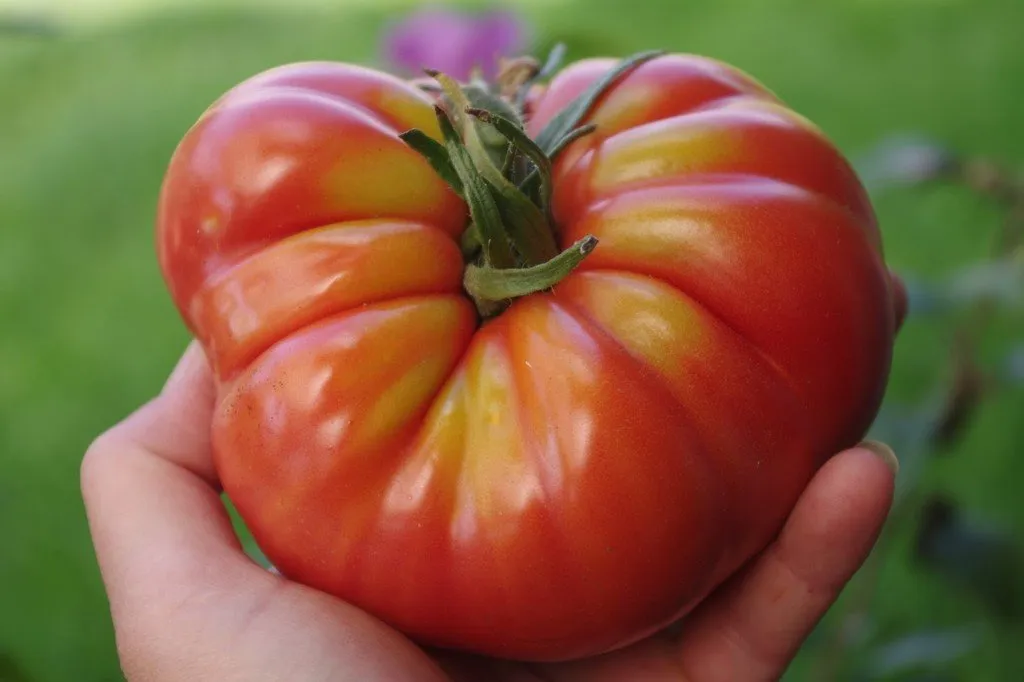 Graines biologiques reproductibles de Tomate "Marmande" - Pensez Sauvage
