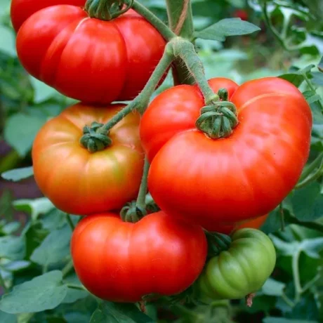 Graines biologiques reproductibles de Tomate "Marmande" - Pensez Sauvage