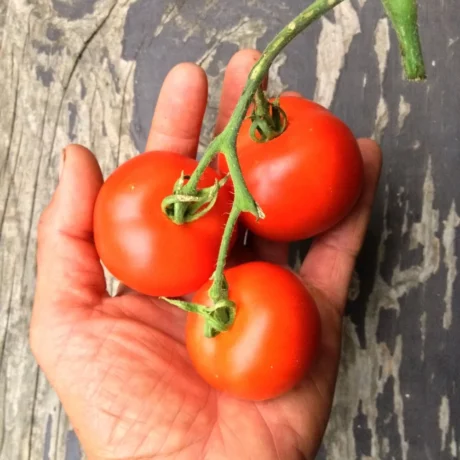 Graines biologiques reproductibles de Tomate "Matina" - Pensez Sauvage