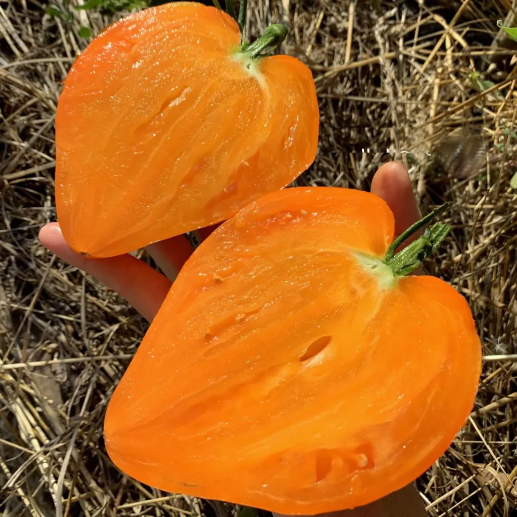 L'image montre une grosse tomate coupé en deux