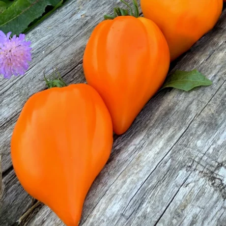 L'image montre trois tomates Wonder of the Earth