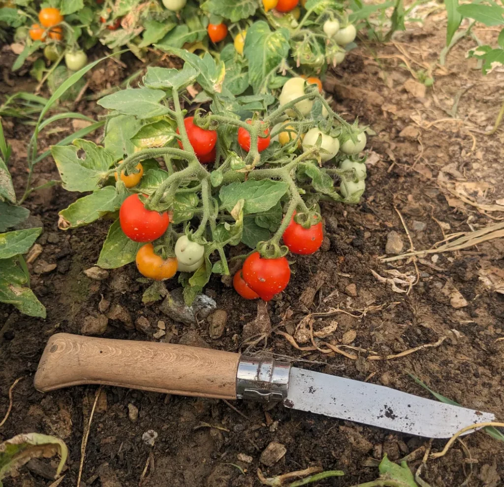 Un plant de tomate miniature, le couteau montre l'échelle et il est plus long que la largeur du plant de tomate!