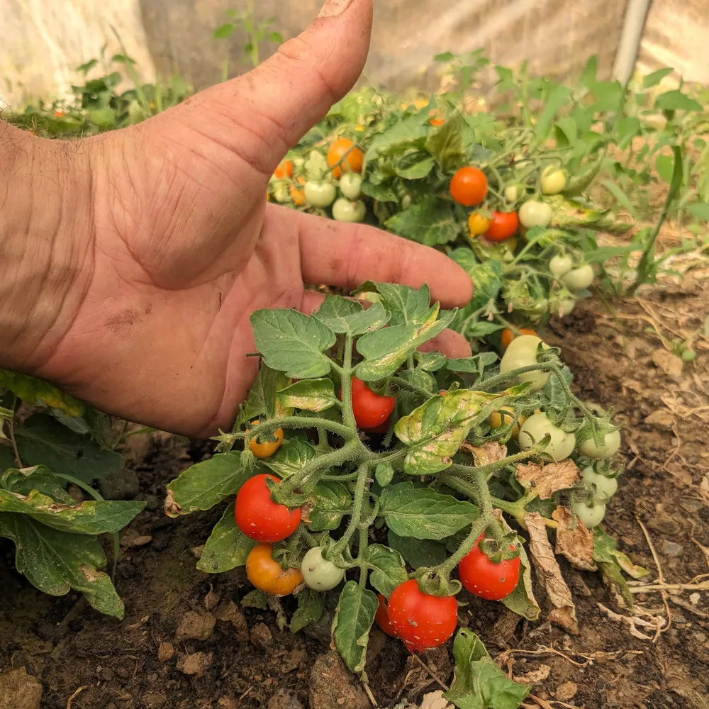 Un plant de tomate miniature, la main du jardinier est plus grosse que la plante
