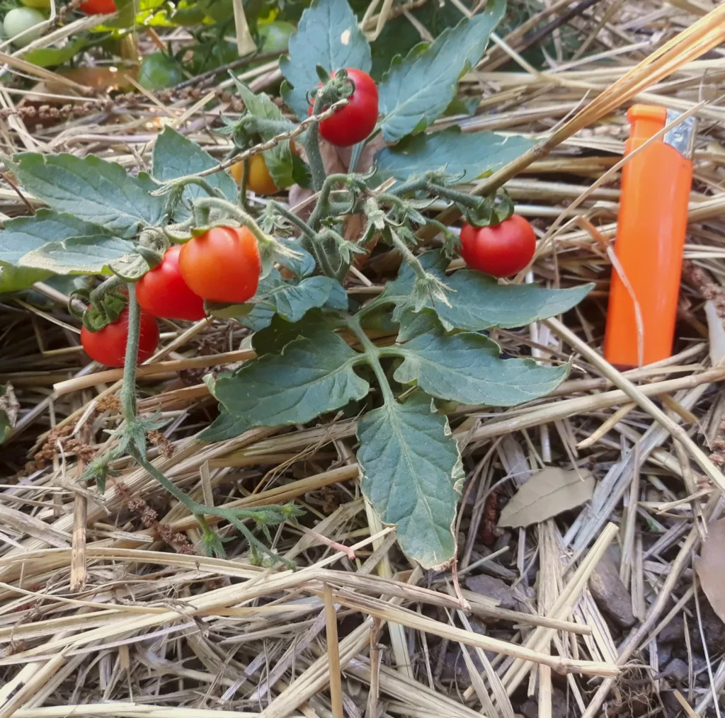 Un tout petit pied de tomate qui mesure à peine 10cm de hauteur