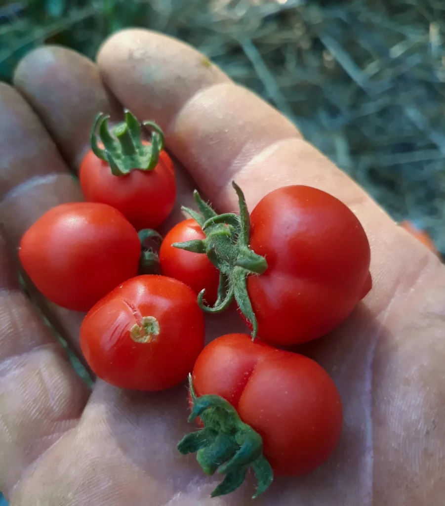 Une main de semencier qui tient six tomate de la vatiété microtom